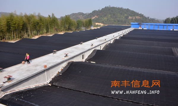 南丰建成江西最大标准化甲鱼苗育养区