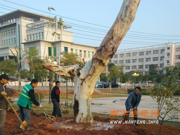 南丰县园林局帮助100棵苗木搬新家
