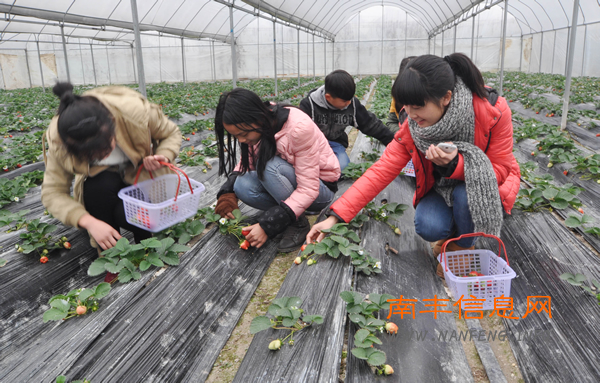 南丰县积极引导农民流转土地 寒冬草莓红