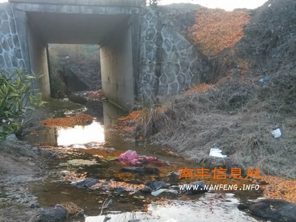 南丰蜜桔采摘尾期大量腐烂蜜桔乱丢乱倒现象越发严重