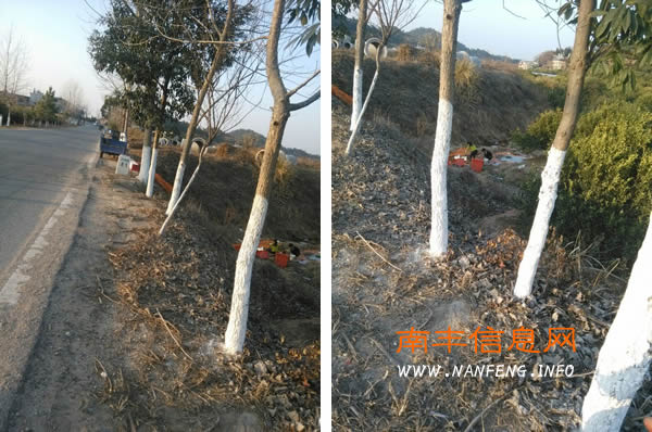 南丰蜜桔采摘尾期大量腐烂蜜桔乱丢乱倒现象越发严重