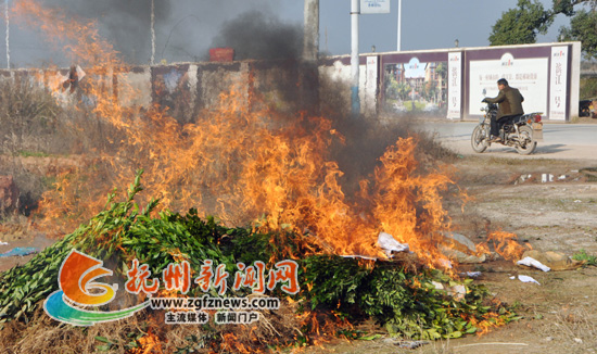 南丰农业执法人员现场烧毁劣质桔树苗