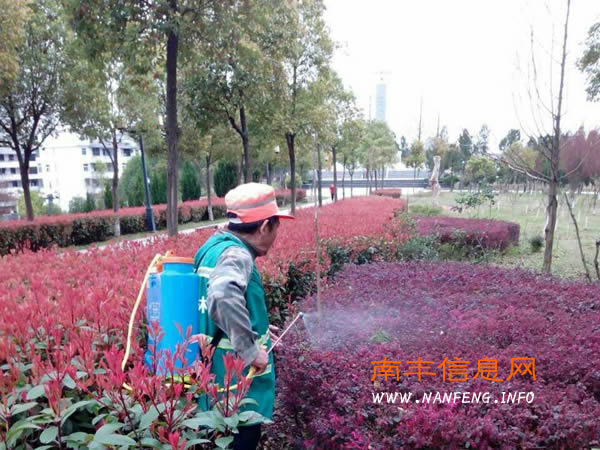 南丰县园林局为树木喷洒药水 防治病虫害