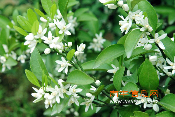 阳春三月 盘点南丰赏花好去处