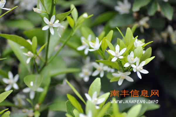 阳春三月 盘点南丰赏花好去处