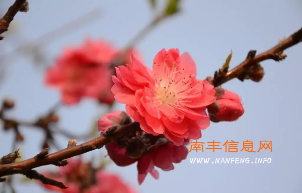 阳春三月 盘点南丰赏花好去处