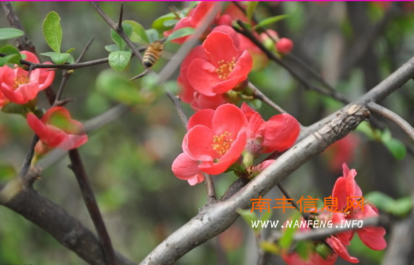 阳春三月 盘点南丰赏花好去处