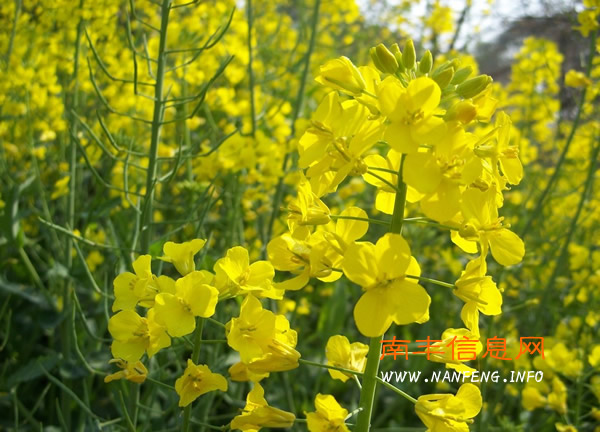阳春三月 盘点南丰赏花好去处