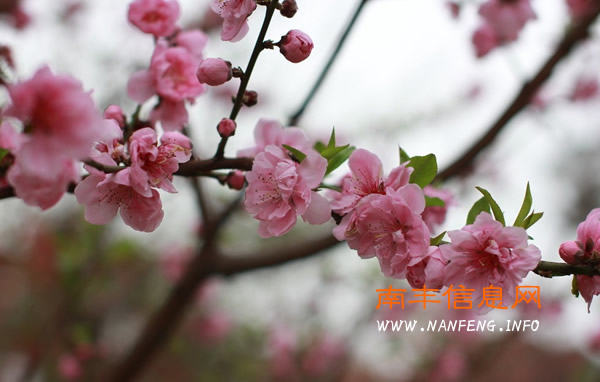 阳春三月 盘点南丰赏花好去处