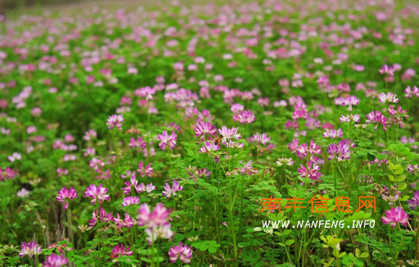 阳春三月 盘点南丰赏花好去处