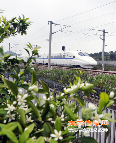 坐动车来南丰赏橘花