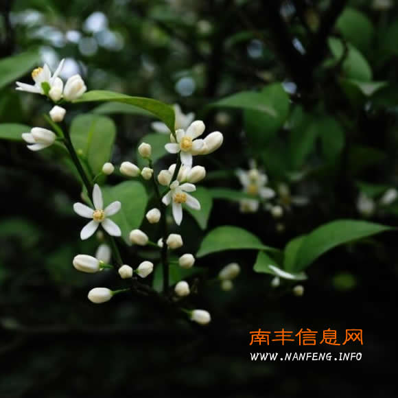桔花香飘悠悠情