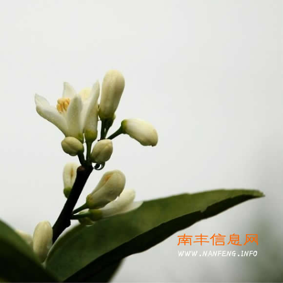 桔花香飘悠悠情
