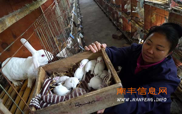 南丰大力发展特色养殖