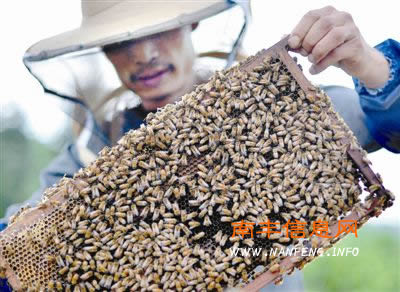 南丰县蜜桔花进入盛开期 养蜂人忙采蜜