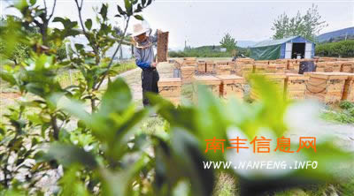 南丰县蜜桔花进入盛开期 养蜂人忙采蜜