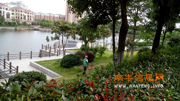 南丰县园林局积极做好草坪修剪工作