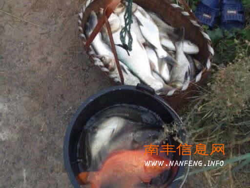 鱼塘死鱼村民无奈 疑是富溪工业园区工厂排放污水导致
