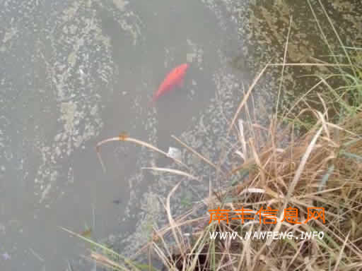 鱼塘死鱼村民无奈 疑是富溪工业园区工厂排放污水导致