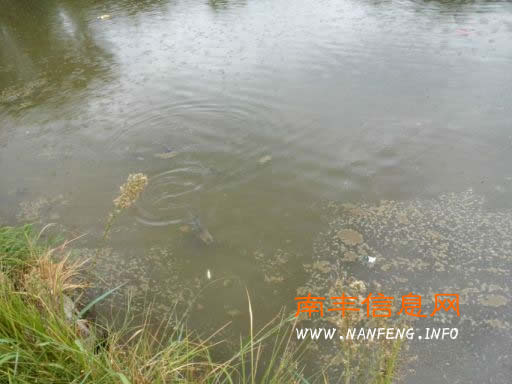 鱼塘死鱼村民无奈 疑是富溪工业园区工厂排放污水导致