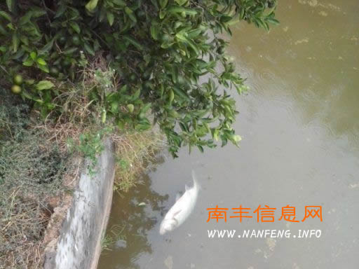 鱼塘死鱼村民无奈 疑是富溪工业园区工厂排放污水导致