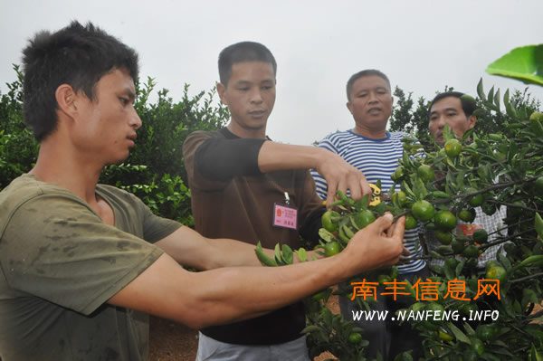 橘园管理,专家支招
