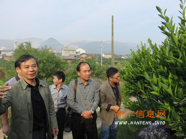 南丰柑橘专家赴湖北当阳考察南丰蜜桔高品质栽培技术
