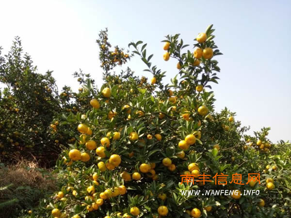 “南丰蜜桔”喜获丰收 互联网成果农新销售渠道