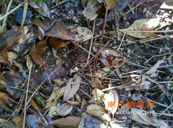 网传景德镇驴友曝南丰军峰山有虎,并拍到连串的老虎脚印!