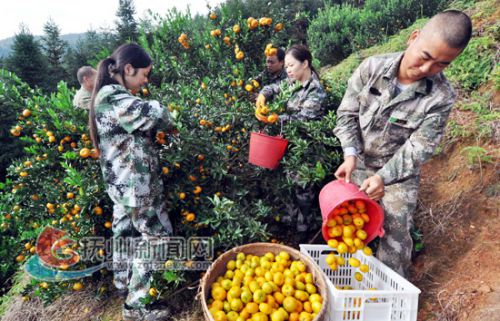 南丰党员干部利用“双休日”助农采摘