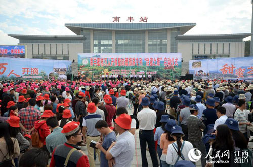 南丰“满山尽披黄金甲” 万人慕名乘动车采摘蜜橘