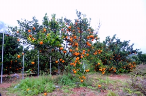南丰：蜜橘之乡走上绿色发展之路