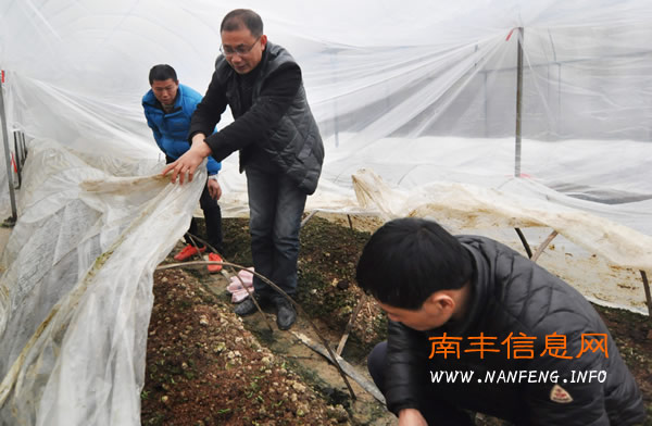 南丰:全力以赴防寒防冻