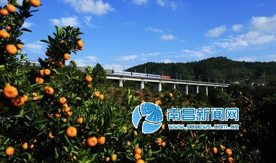 南丰打造“橘园游” 尝橘看景美不胜收