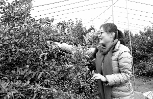 南丰“橘园游”兴起 打造品牌旅游文化
