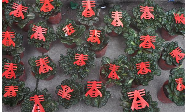 南丰市民购“春菜”迎“春”接“福”