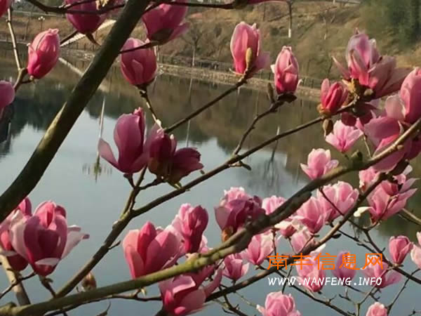阳光明媚春意浓 踏青赏花正当时