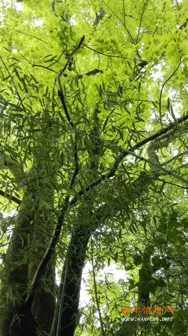 南丰县园林局园林绿化及生态风景普查之旅