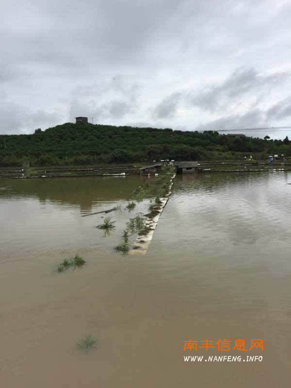 南丰普降大暴雨 盱江防洪堤被淹