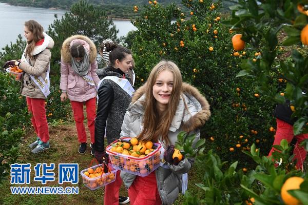江西南丰：“橘园游”助力蜜桔市场量价齐升