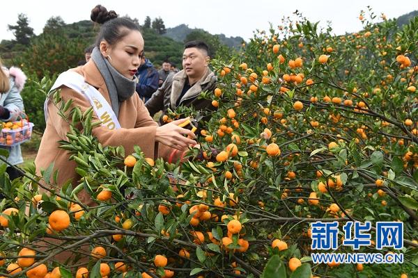 江西南丰：“橘园游”助力蜜桔市场量价齐升
